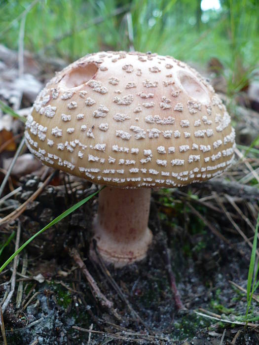 muchotrávka červenkastá Amanita rubescens Pers.