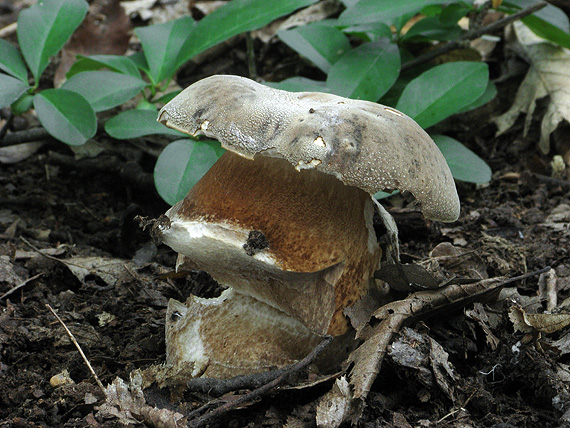 hríb bronzový Boletus aereus Bull. ex Fr.