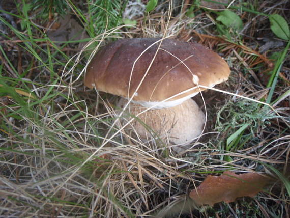 hríb smrekový Boletus edulis Bull.