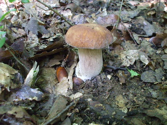 hríb dubový Boletus reticulatus Schaeff.