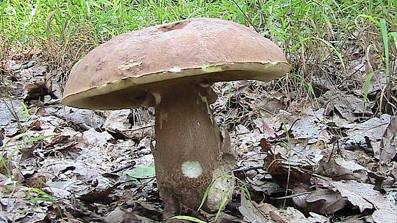 hríb dubový Boletus reticulatus Schaeff.