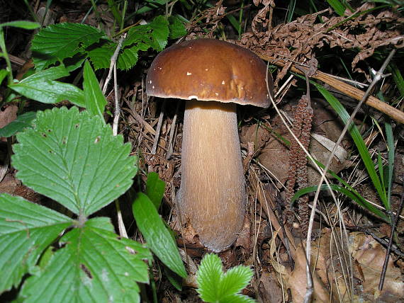 hríb dubový Boletus reticulatus Schaeff.