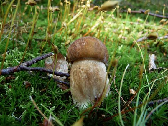 hríb dubový Boletus reticulatus Schaeff.