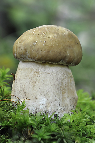 hríb dubový Boletus reticulatus Schaeff.