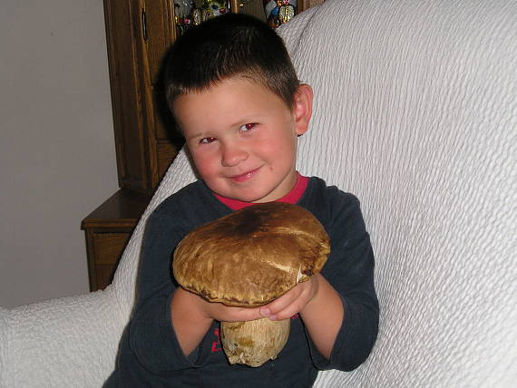 hríb dubový Boletus reticulatus Schaeff. ex Boud.