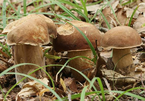 hríb dubový Boletus reticulatus Schaeff.