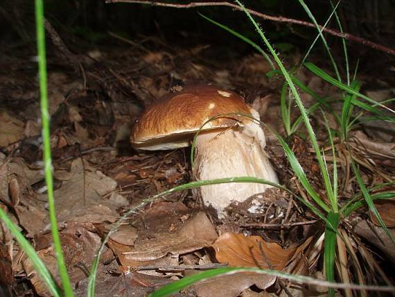 hríb Boletus sp.