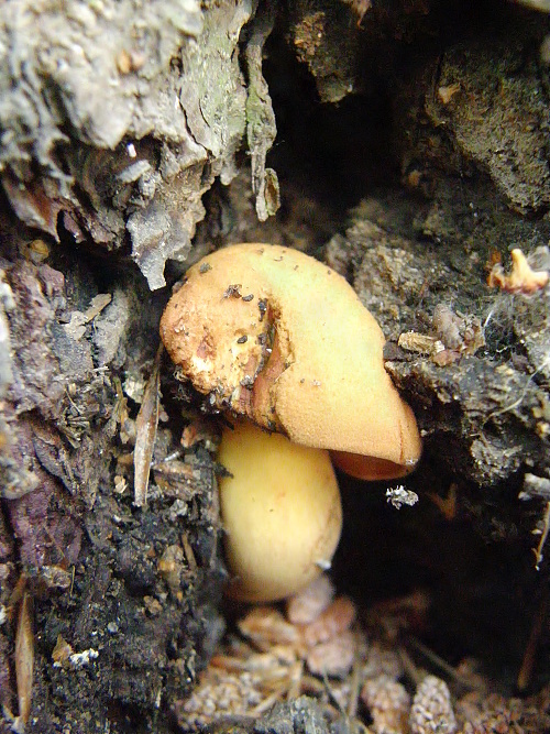 žltavec drevový Buchwaldoboletus lignicola (Kallenb.) Pilát