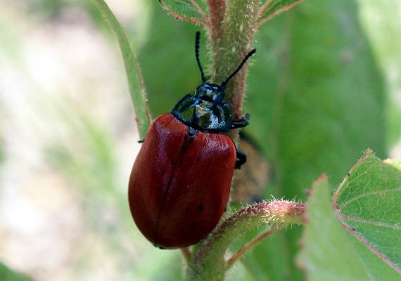 liskavka topolová Chrysomela populi