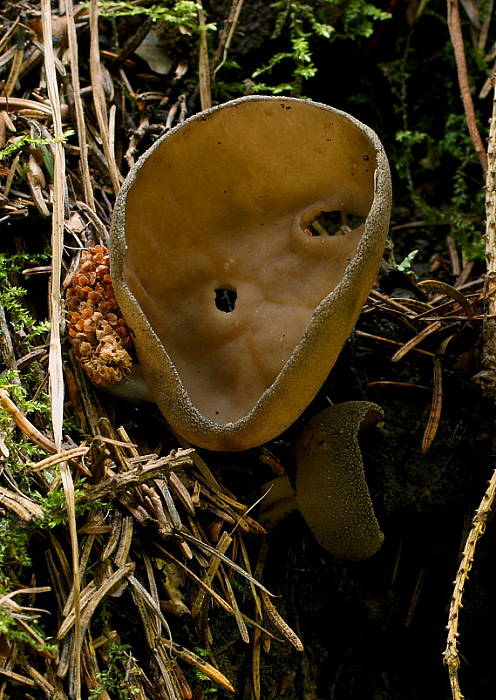 chriapač tmavý Helvella solitaria P. Karst.