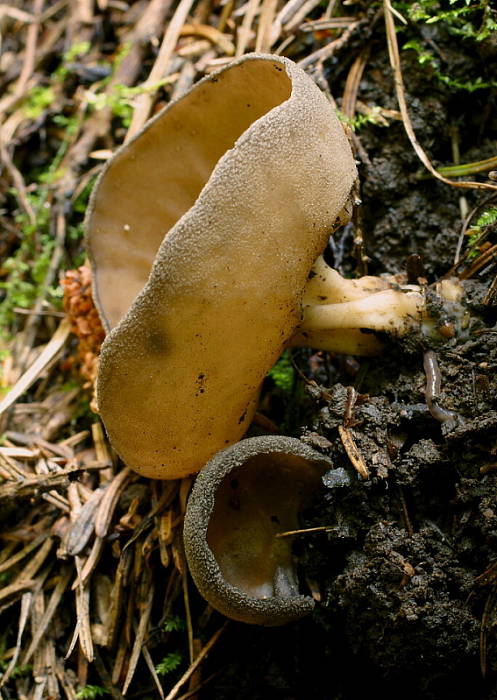 chriapač tmavý Helvella solitaria P. Karst.