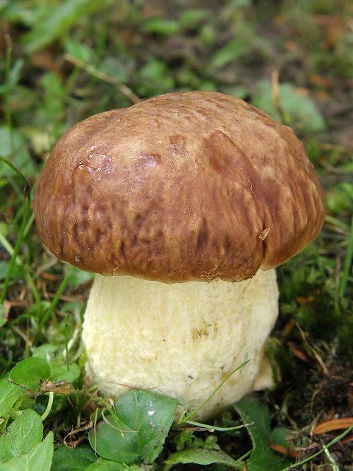 hríb jamkatý Hemileccinum depilatum (Redeuilh) Šutara