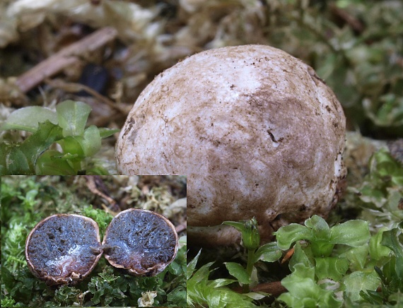 lúpavka belavá Hysterangium stoloniferum Tul. & C. Tul.