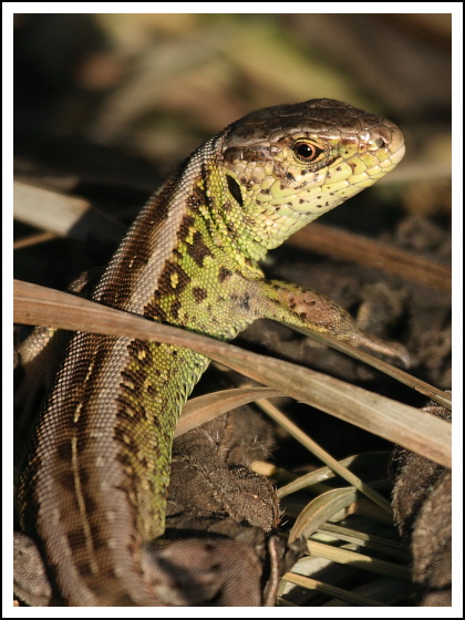 jašterica krátkohlavá Lacerta agilis