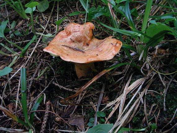 rýdzik smrekový Lactarius deterrimus Gröger