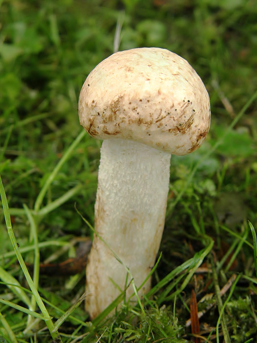 kozák belostný Leccinum percandidum (Vassilkov) Watling