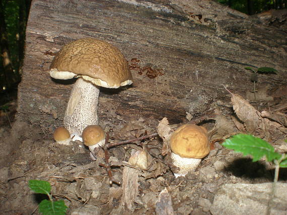 kozák hrabový Leccinum pseudoscabrum (Kallenb.) Šutara