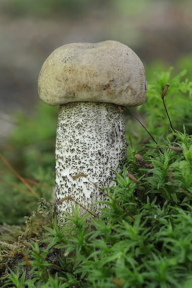 kozák hrabový Leccinum pseudoscabrum (Kallenb.) Šutara