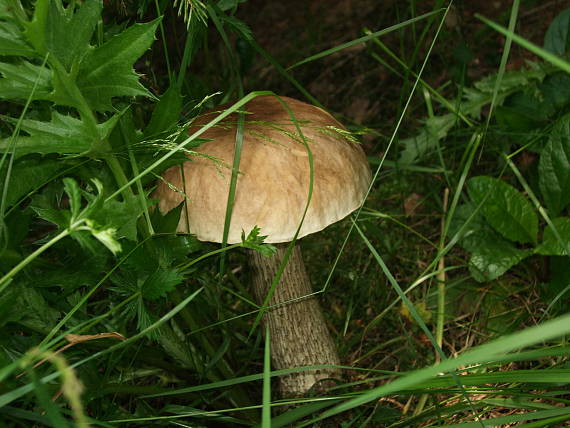 kozák brezový Leccinum scabrum (Bull.) Gray