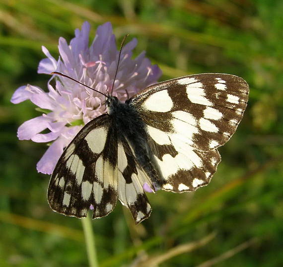 očkaň Timotejkový Melanargia galathea