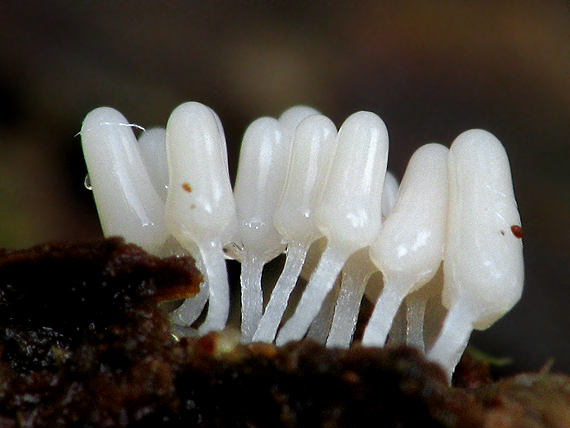 slizovka Myxomycetes