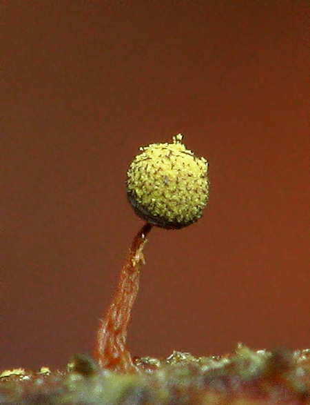 slizovka Myxomycetes