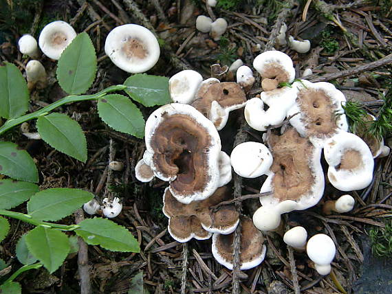 korkovec čiaškovitý Phellodon tomentosus (L.) Banker