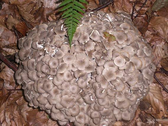 trúdnik klobúčkatý Polyporus umbellatus (Pers.) Fr.