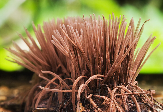 pazderka Stemonitis sp.