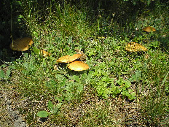 masliak smrekovcový Suillus grevillei (Klotzsch) Singer