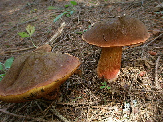 hríb zrnitohlúbikový Sutorius luridiformis (Rostk.) G. Wu & Zhu L. Yang