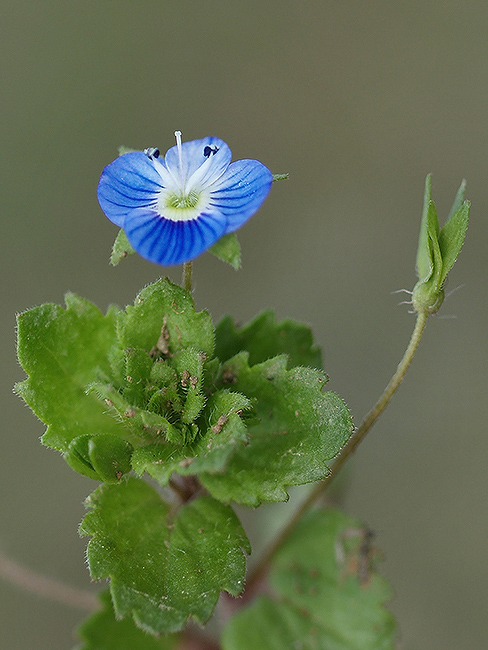 veronika perzská Veronica persica Poir.