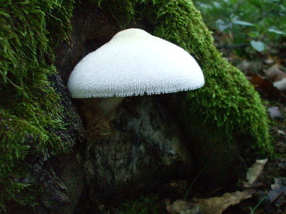 pošvovec stromový Volvariella bombycina (Schaeff.) Singer