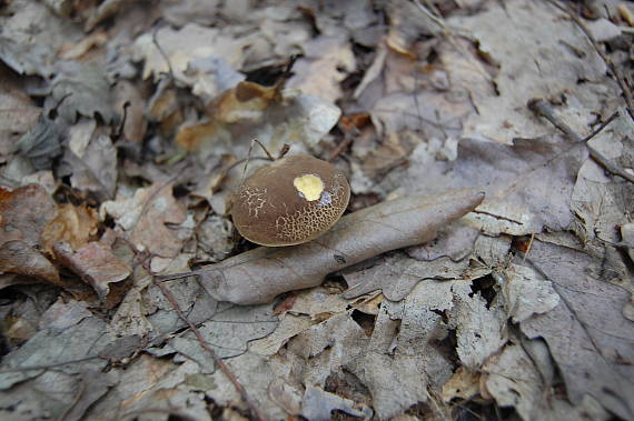 suchohríb žltomäsový Xerocomellus chrysenteron (Bull.) Šutara