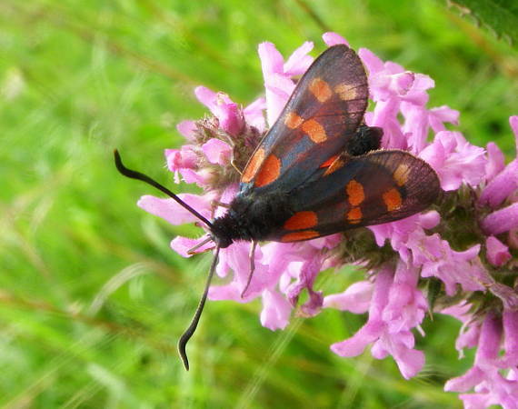 vretienka obyčajná Zygaena filipendulae