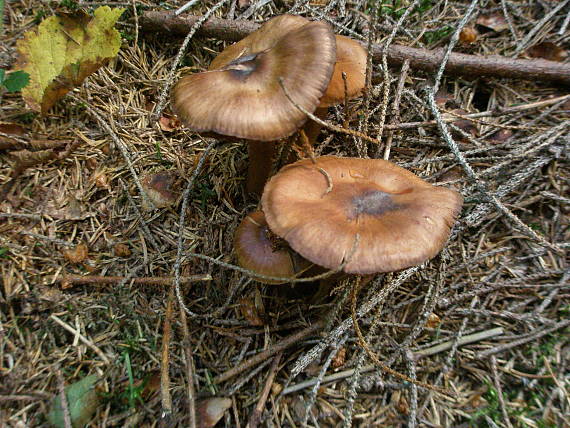 neidentifikovaná huba