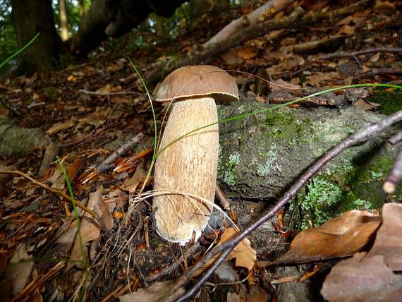 hríb dubový Boletus reticulatus Schaeff.