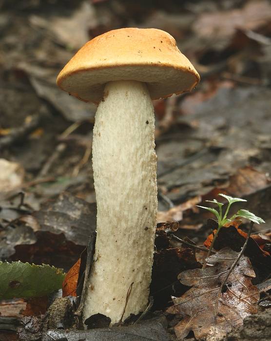 kozák osikový Leccinum albostipitatum den Bakker & Noordel.