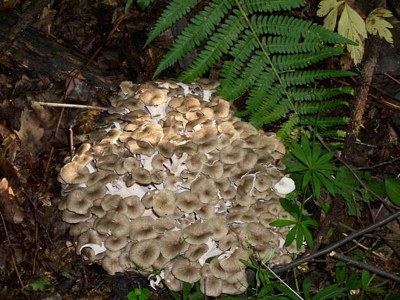 trúdnik klobúčkatý Polyporus umbellatus (Pers.) Fr.