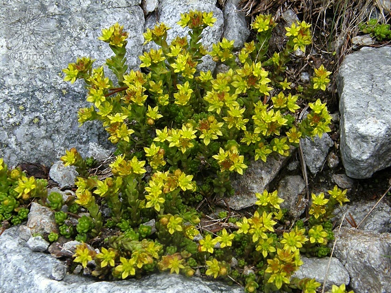 rozchodník alpínsky Sedum alpestre Vill.