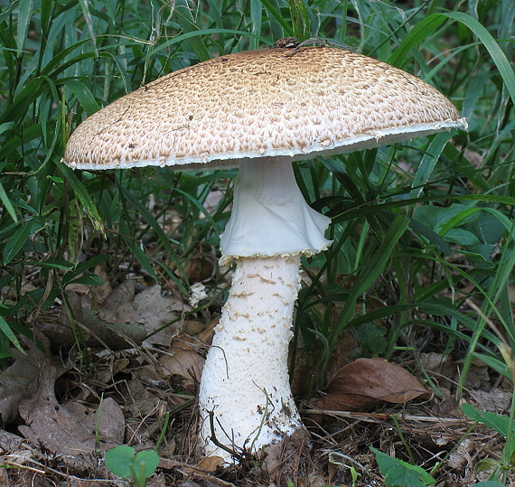 pečiarka obrovská Agaricus augustus Fr.