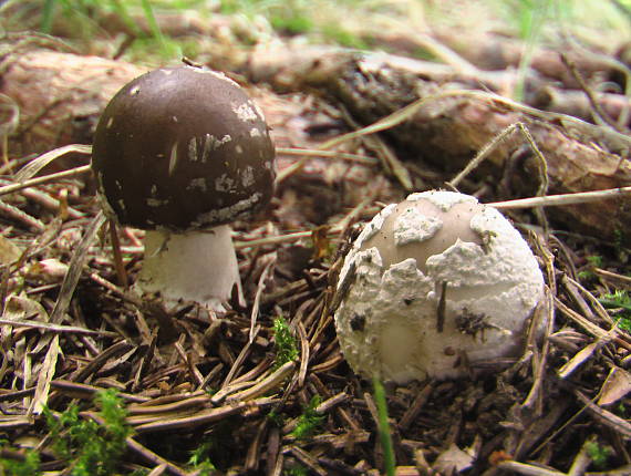 muchotrávka hrubá Amanita excelsa (Fr.) Bertill.