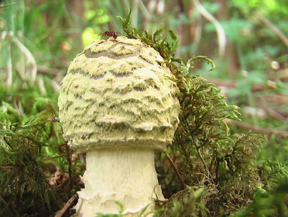 muchotrávka kráľovská Amanita regalis (Fr.) Michael