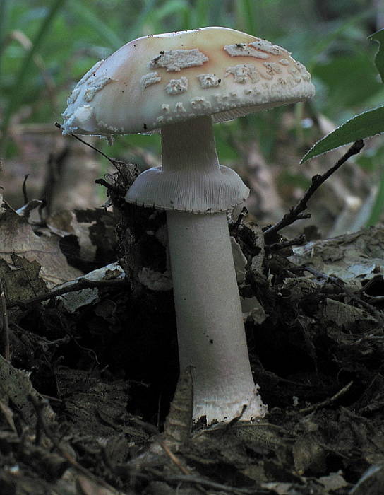 muchotrávka červenkastá Amanita rubescens Pers.