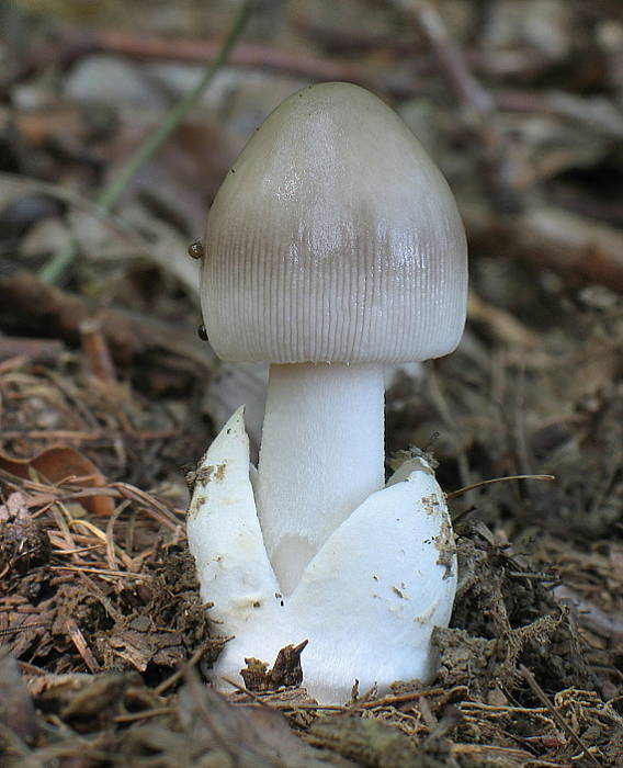 muchotrávka pošvatá Amanita vaginata (Bull.) Lam.