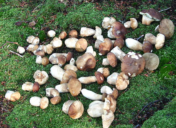 hríb smrekový Boletus edulis Bull.