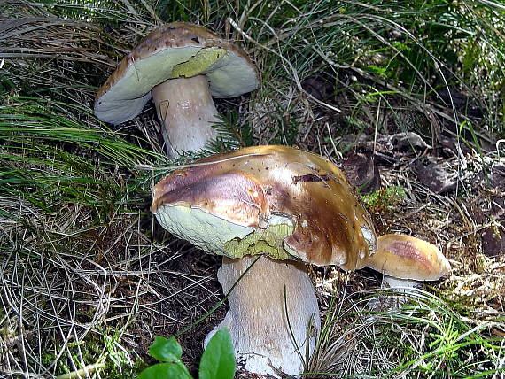 hríb smrekový Boletus edulis Bull.