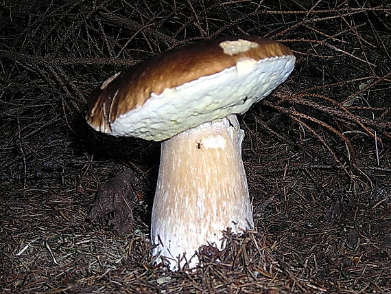 hríb smrekový Boletus edulis Bull.