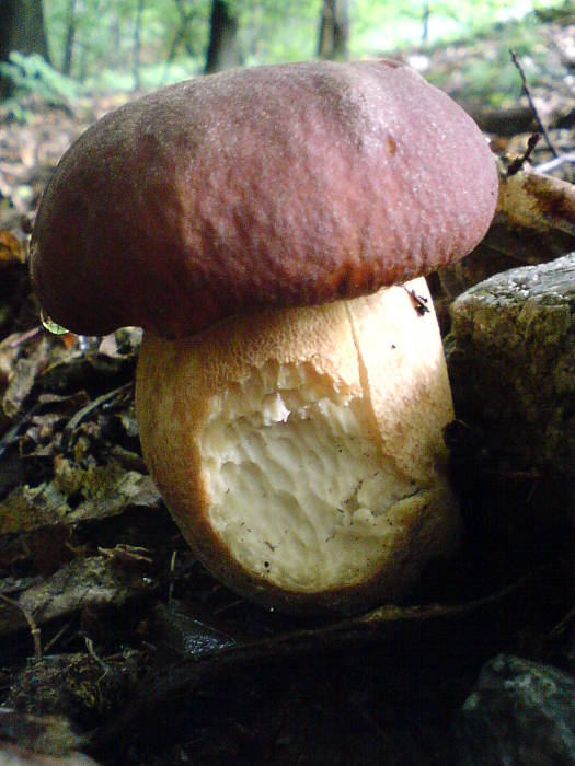 hríb sosnový Boletus pinophilus Pil. et Dermek in Pil.