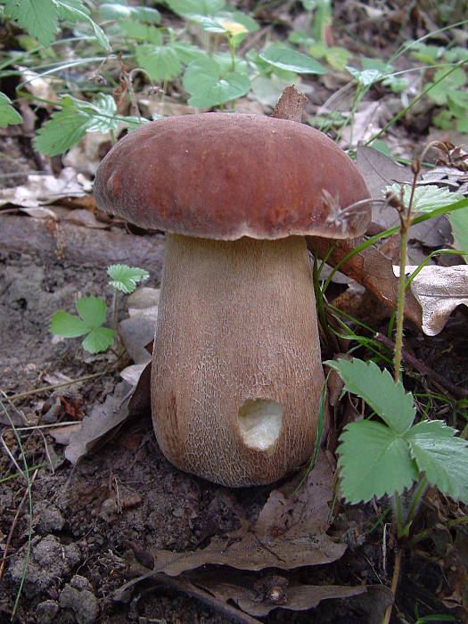 hríb dubový Boletus reticulatus Schaeff.